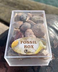 fossil box