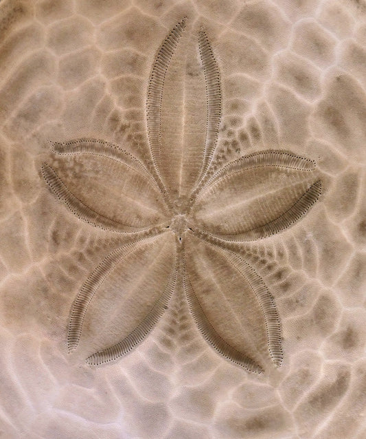 Why Your Nervous System Is Tired - and How to Gently Support It