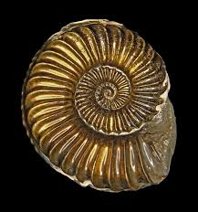 ammonites