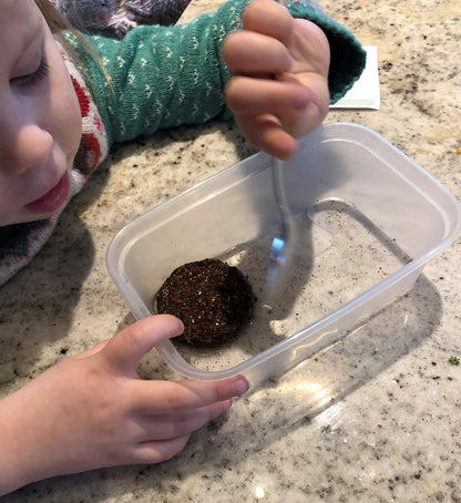 Grow Your Own Wild Strawberries Growing Kit