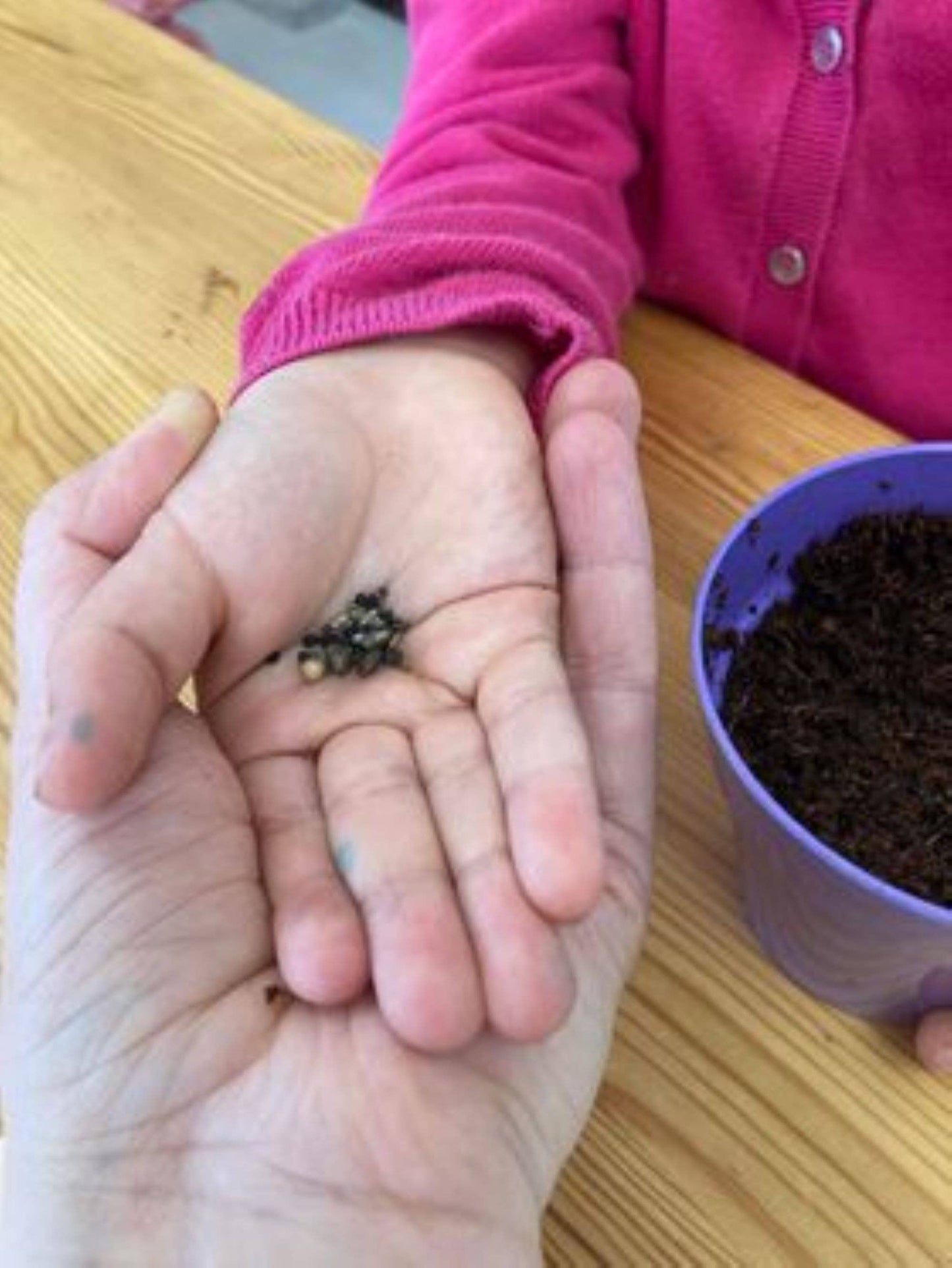 Children's Grow Your Own Wildflowers Growing Kit